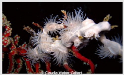 anemones by Claudia Weber-Gebert 